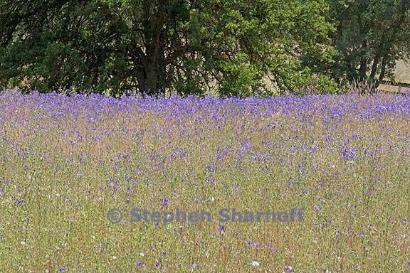 brodiaea elegans field 1 graphic